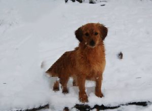 23+ Mini Golden Retriever Full Grown