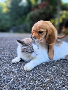 Black collar 50/50 Golden Cavalier Heidi and Chunk