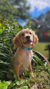 Baby Blue collar 50/50 Golden Cavalier