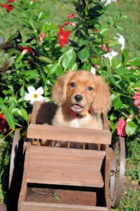 Orange collar 50/50 Golden Cavalier Heidi/Chunk