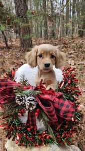 Tiny Squirt girl 50/50 Golden Cavalier