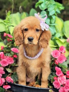 Clover Service, Therapy, Emotional support extremely calm and petite 100 percent potty trained.