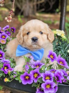 Teddy 62.5 percent Golden