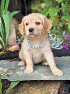 Blue Pearls 62.5 Golden female