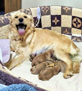 Pearl mom to all of the 62.5 percent puppies not for sale.