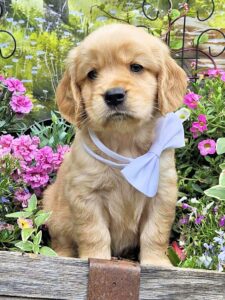 White bow 62.5 Golden English Cream features