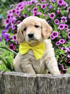 Yellow Bow 62.5 Golden